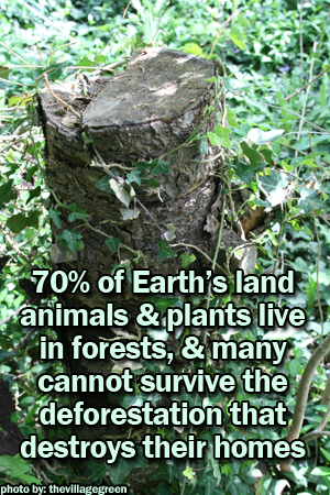 the loss of our forests is disastrous