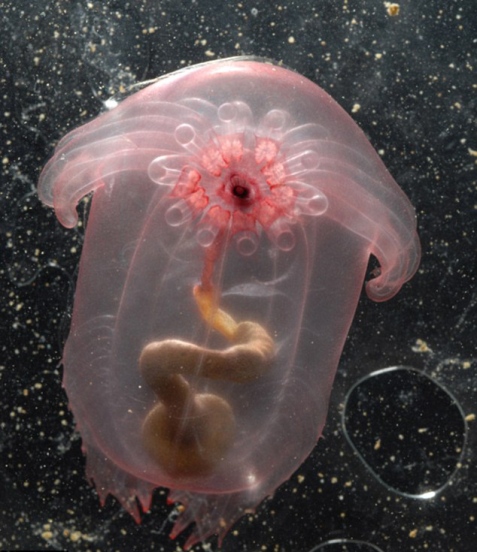 weird creatures in the Gulf of Mexico